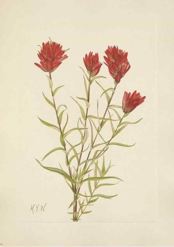 Reproducción/Reproduction 46864614942: North American wild flowers. Washington, D.C. :Smithsonian Institution,1925.. 