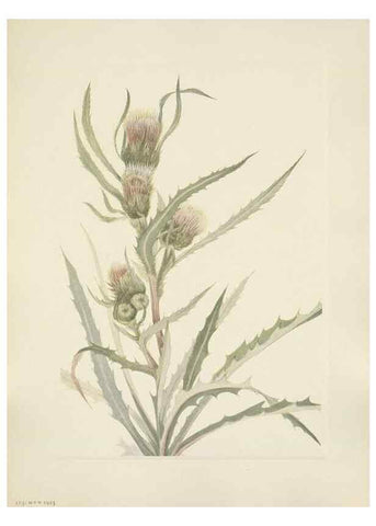 Reproducción/Reproduction 33041338298: North American wild flowers. Washington, D.C. :Smithsonian Institution,1925.. 