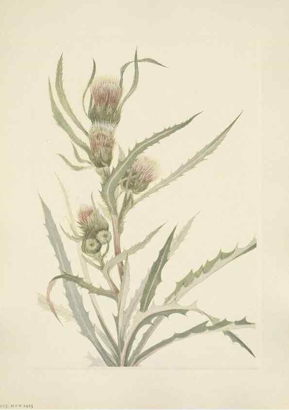 Reproducción/Reproduction 33041338298: North American wild flowers. Washington, D.C. :Smithsonian Institution,1925.. 