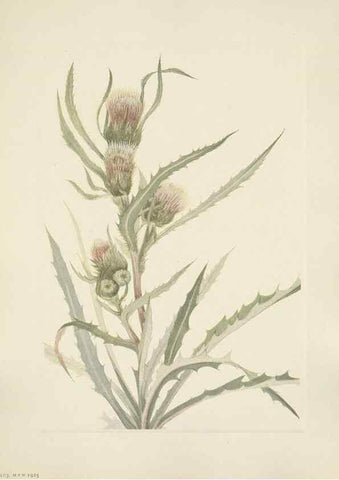 Reproducción/Reproduction 33041338298: North American wild flowers. Washington, D.C. :Smithsonian Institution,1925.. 