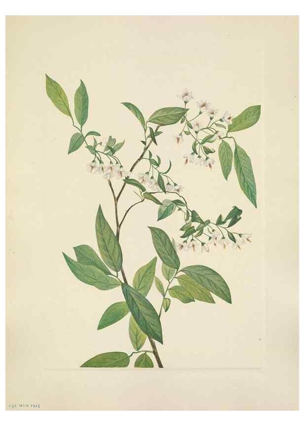 Reproducción/Reproduction 39951903033: North American wild flowers. Washington, D.C. :Smithsonian Institution,1925.. 