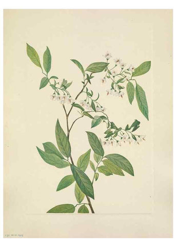 Reproducción/Reproduction 39951903033: North American wild flowers. Washington, D.C. :Smithsonian Institution,1925.. 