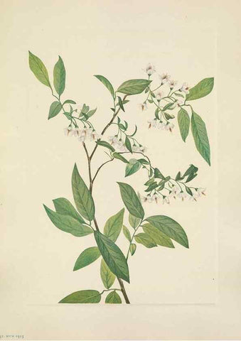 Reproducción/Reproduction 39951903033: North American wild flowers. Washington, D.C. :Smithsonian Institution,1925.. 