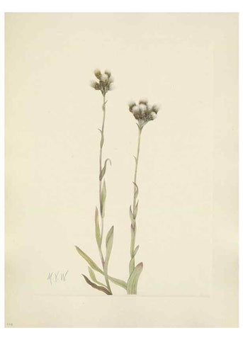 Reproducción/Reproduction 46916672941: North American wild flowers. Washington, D.C. :Smithsonian Institution,1925.. 