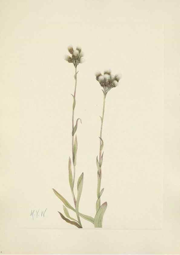 Reproducción/Reproduction 46916672941: North American wild flowers. Washington, D.C. :Smithsonian Institution,1925.. 