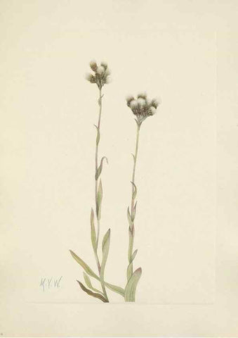 Reproducción/Reproduction 46916672941: North American wild flowers. Washington, D.C. :Smithsonian Institution,1925.. 