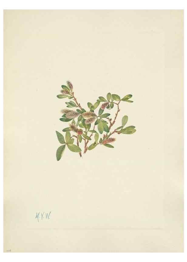 Reproducción/Reproduction 46191810384: North American wild flowers. Washington, D.C. :Smithsonian Institution,1925.. 