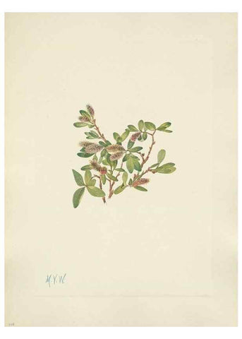 Reproducción/Reproduction 46191810384: North American wild flowers. Washington, D.C. :Smithsonian Institution,1925.. 