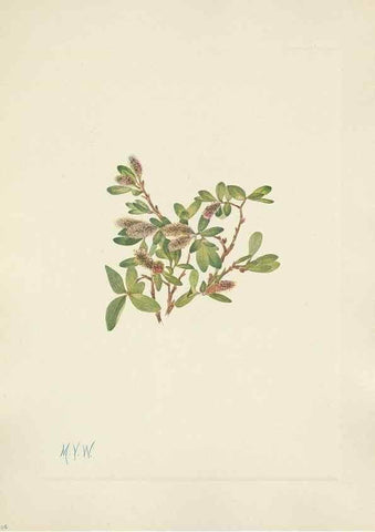 Reproducción/Reproduction 46191810384: North American wild flowers. Washington, D.C. :Smithsonian Institution,1925.. 