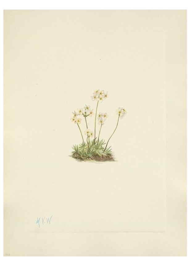 Reproducción/Reproduction 33041339948: North American wild flowers. Washington, D.C. :Smithsonian Institution,1925.. 