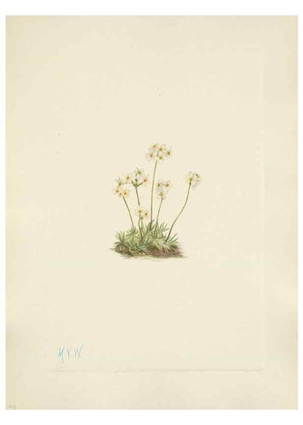 Reproducción/Reproduction 33041339948: North American wild flowers. Washington, D.C. :Smithsonian Institution,1925.. 
