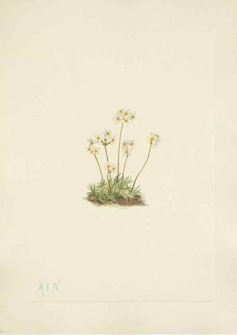 Reproducción/Reproduction 33041339948: North American wild flowers. Washington, D.C. :Smithsonian Institution,1925.. 