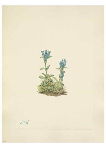 Reproducción/Reproduction 46191812134: North American wild flowers. Washington, D.C. :Smithsonian Institution,1925.. 