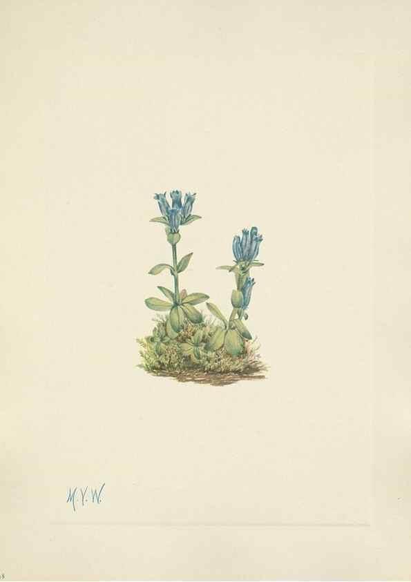 Reproducción/Reproduction 46191812134: North American wild flowers. Washington, D.C. :Smithsonian Institution,1925.. 