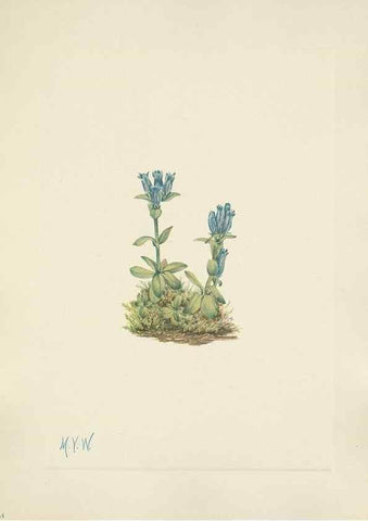 Reproducción/Reproduction 46191812134: North American wild flowers. Washington, D.C. :Smithsonian Institution,1925.. 