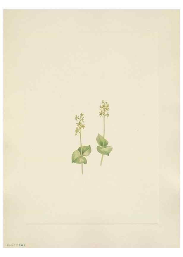 Reproducción/Reproduction 33041341218: North American wild flowers. Washington, D.C. :Smithsonian Institution,1925.. 