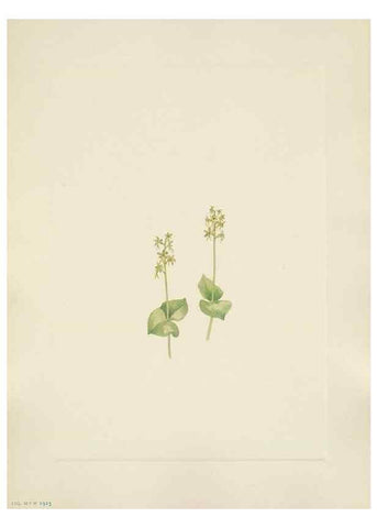 Reproducción/Reproduction 33041341218: North American wild flowers. Washington, D.C. :Smithsonian Institution,1925.. 