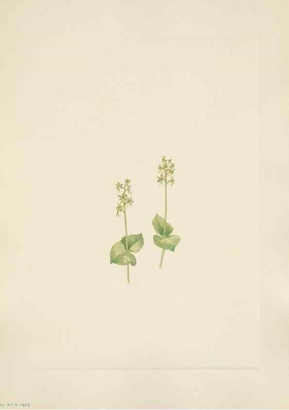 Reproducción/Reproduction 33041341218: North American wild flowers. Washington, D.C. :Smithsonian Institution,1925.. 