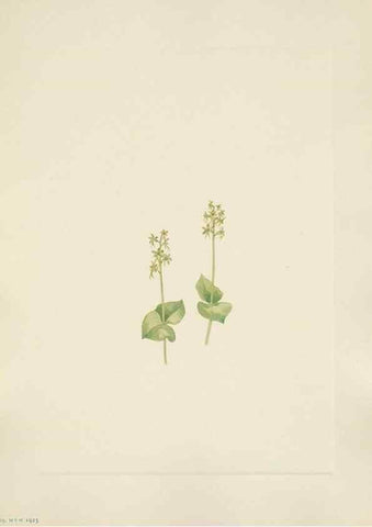 Reproducción/Reproduction 33041341218: North American wild flowers. Washington, D.C. :Smithsonian Institution,1925.. 