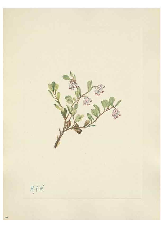 Reproducción/Reproduction 46916678181: North American wild flowers. Washington, D.C. :Smithsonian Institution,1925.. 