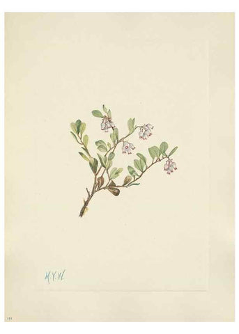Reproducción/Reproduction 46916678181: North American wild flowers. Washington, D.C. :Smithsonian Institution,1925.. 