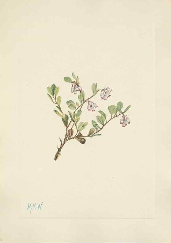 Reproducción/Reproduction 46916678181: North American wild flowers. Washington, D.C. :Smithsonian Institution,1925.. 