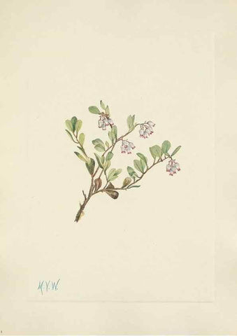 Reproducción/Reproduction 46916678181: North American wild flowers. Washington, D.C. :Smithsonian Institution,1925.. 