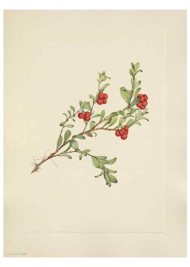Reproducción/Reproduction 46916678871: North American wild flowers. Washington, D.C. :Smithsonian Institution,1925.. 