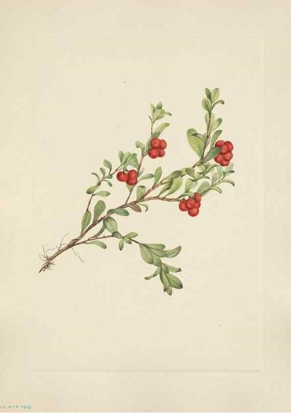 Reproducción/Reproduction 46916678871: North American wild flowers. Washington, D.C. :Smithsonian Institution,1925.. 
