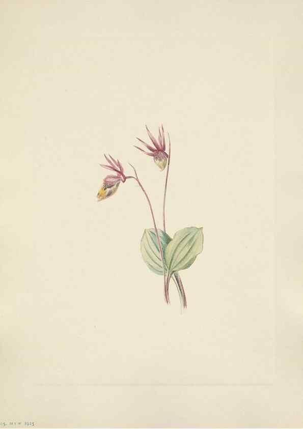 Reproducción/Reproduction 31975516827: North American wild flowers. Washington, D.C. :Smithsonian Institution,1925.. 
