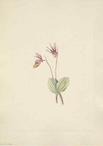 Reproducción/Reproduction 31975516827: North American wild flowers. Washington, D.C. :Smithsonian Institution,1925.. 