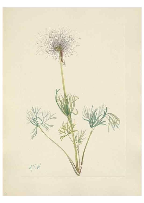 Reproducción/Reproduction 46191799414: North American wild flowers. Washington, D.C. :Smithsonian Institution,1925.. 