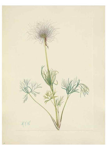 Reproducción/Reproduction 46191799414: North American wild flowers. Washington, D.C. :Smithsonian Institution,1925.. 