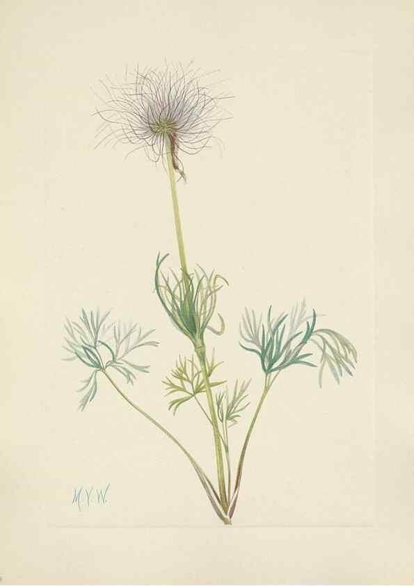 Reproducción/Reproduction 46191799414: North American wild flowers. Washington, D.C. :Smithsonian Institution,1925.. 