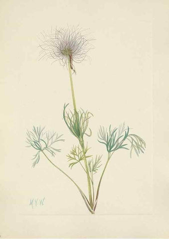Reproducción/Reproduction 46191799414: North American wild flowers. Washington, D.C. :Smithsonian Institution,1925.. 