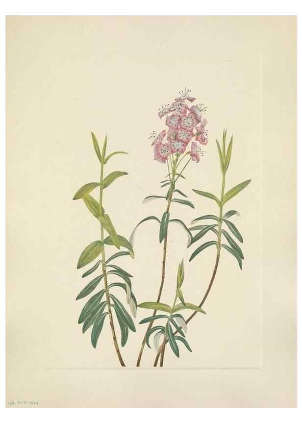 Reproducción/Reproduction 39951903903: North American wild flowers. Washington, D.C. :Smithsonian Institution,1925.. 