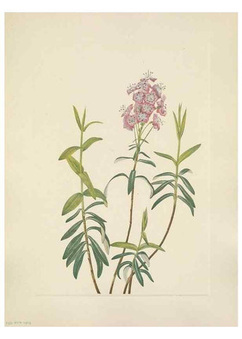 Reproducción/Reproduction 39951903903: North American wild flowers. Washington, D.C. :Smithsonian Institution,1925.. 