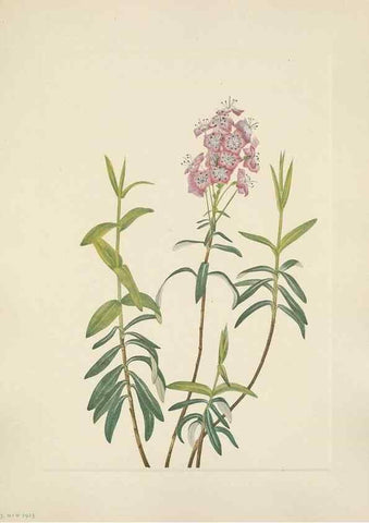 Reproducción/Reproduction 39951903903: North American wild flowers. Washington, D.C. :Smithsonian Institution,1925.. 