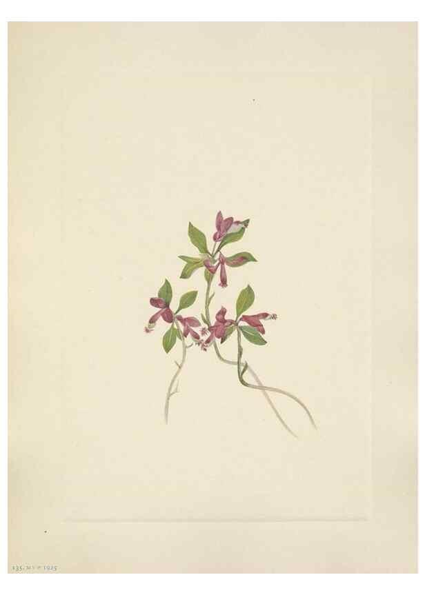Reproducción/Reproduction 33041349118: North American wild flowers. Washington, D.C. :Smithsonian Institution,1925.. 