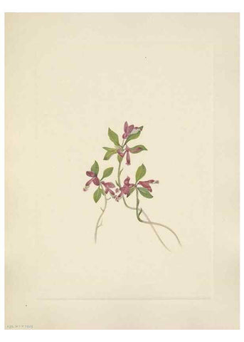 Reproducción/Reproduction 33041349118: North American wild flowers. Washington, D.C. :Smithsonian Institution,1925.. 