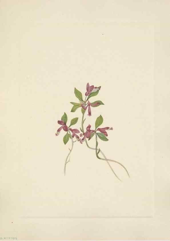 Reproducción/Reproduction 33041349118: North American wild flowers. Washington, D.C. :Smithsonian Institution,1925.. 