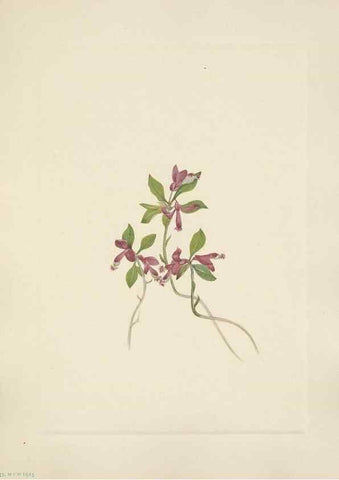 Reproducción/Reproduction 33041349118: North American wild flowers. Washington, D.C. :Smithsonian Institution,1925.. 