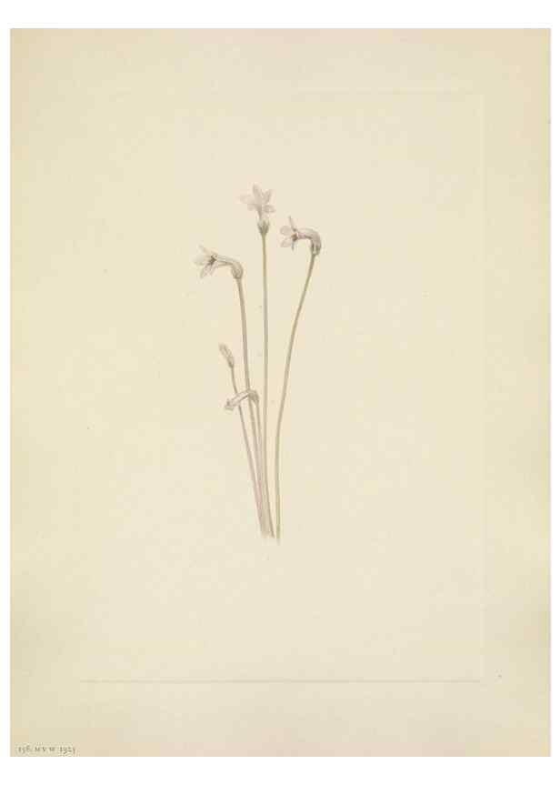 Reproducción/Reproduction 46191838204: North American wild flowers. Washington, D.C. :Smithsonian Institution,1925.. 