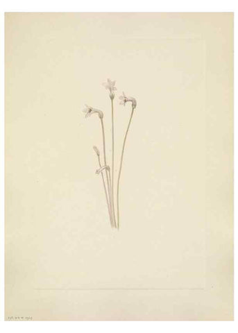 Reproducción/Reproduction 46191838204: North American wild flowers. Washington, D.C. :Smithsonian Institution,1925.. 