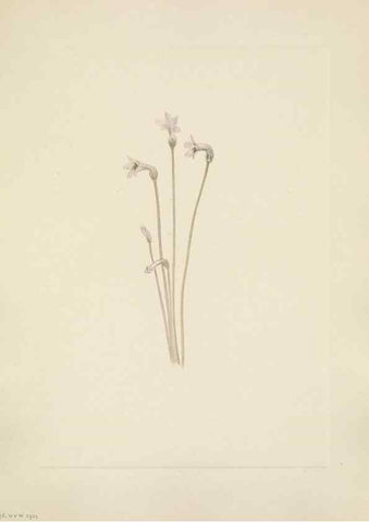 Reproducción/Reproduction 46191838204: North American wild flowers. Washington, D.C. :Smithsonian Institution,1925.. 