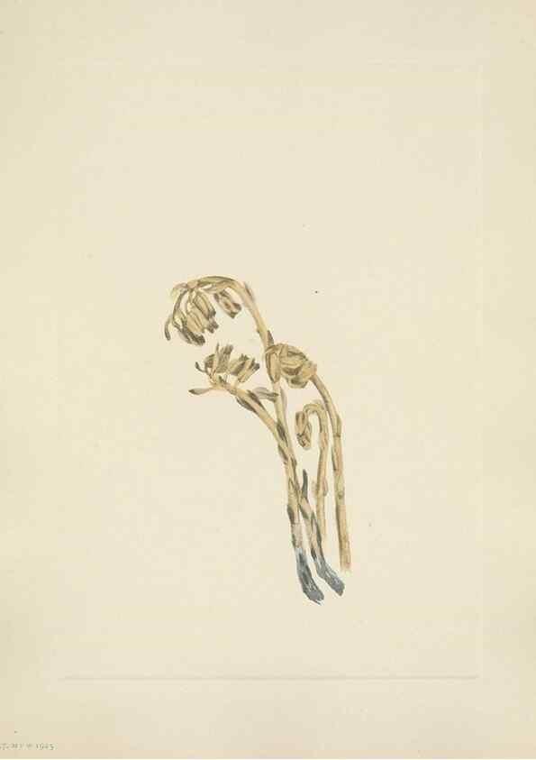 Reproducción/Reproduction 46191839424: North American wild flowers. Washington, D.C. :Smithsonian Institution,1925.. 