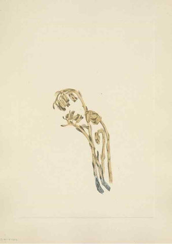 Reproducción/Reproduction 46191839424: North American wild flowers. Washington, D.C. :Smithsonian Institution,1925.. 