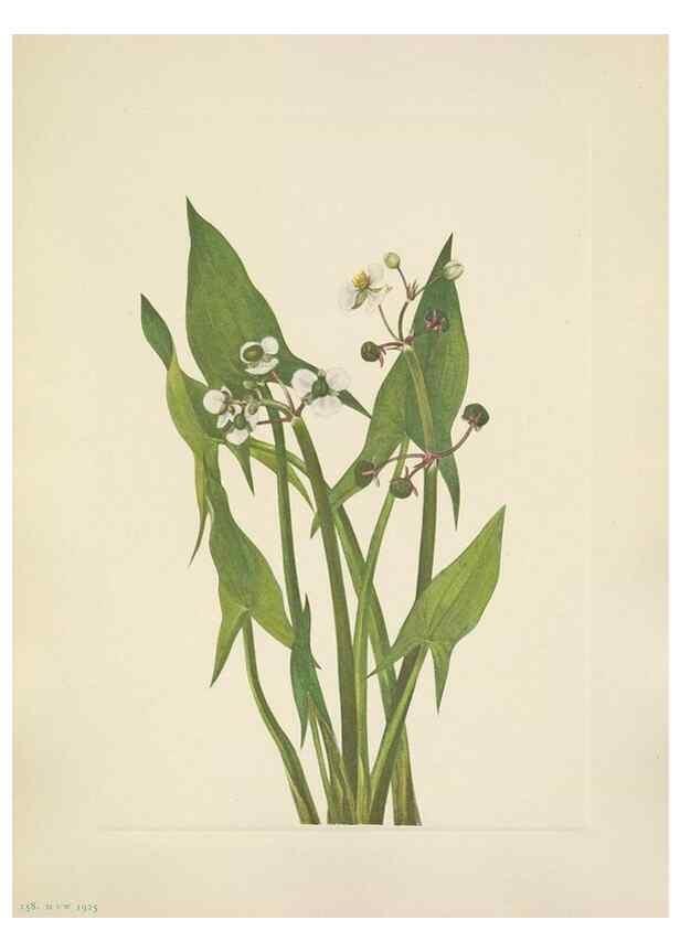 Reproducción/Reproduction 46002342425: North American wild flowers. Washington, D.C. :Smithsonian Institution,1925.. 