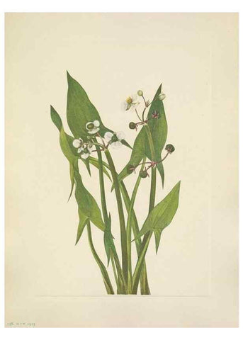 Reproducción/Reproduction 46002342425: North American wild flowers. Washington, D.C. :Smithsonian Institution,1925.. 