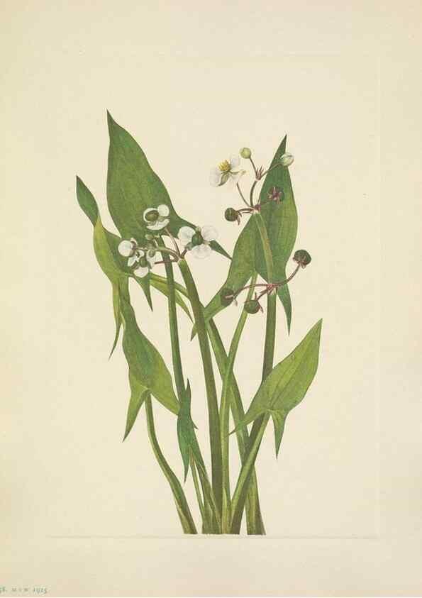 Reproducción/Reproduction 46002342425: North American wild flowers. Washington, D.C. :Smithsonian Institution,1925.. 